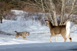 coyote-and-deer-2574173