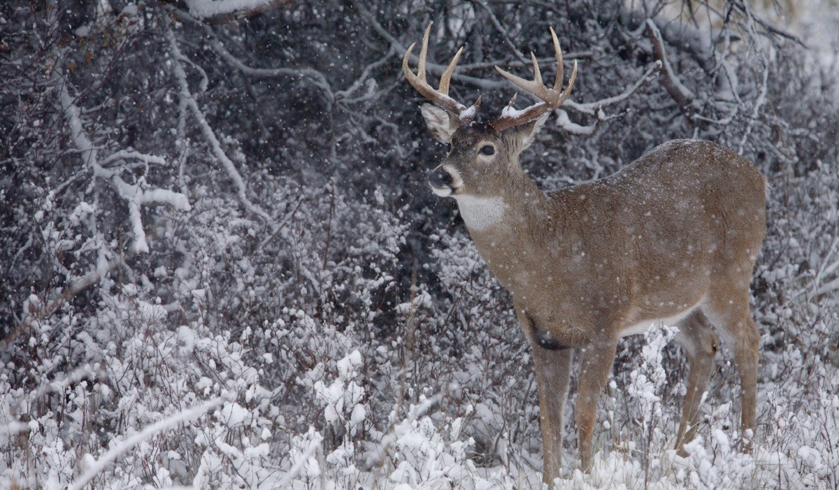 A complete guide to late winter land and population management and scouting.