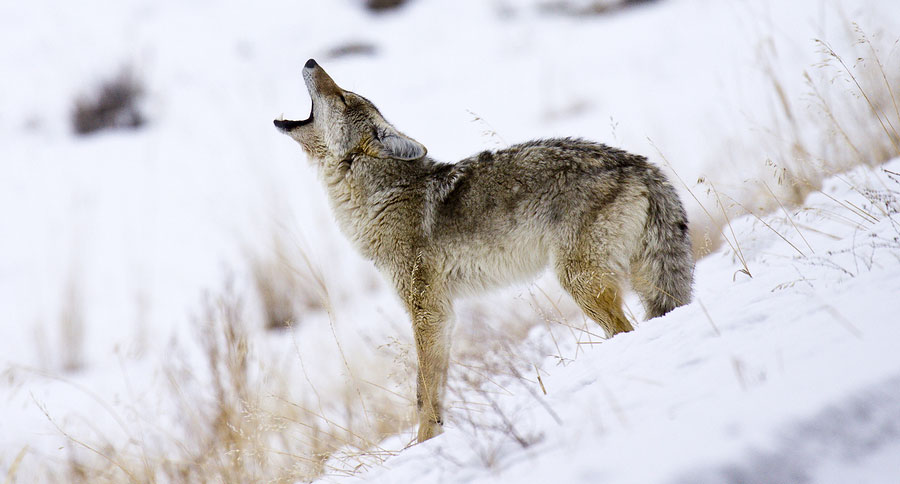 howling-coyote