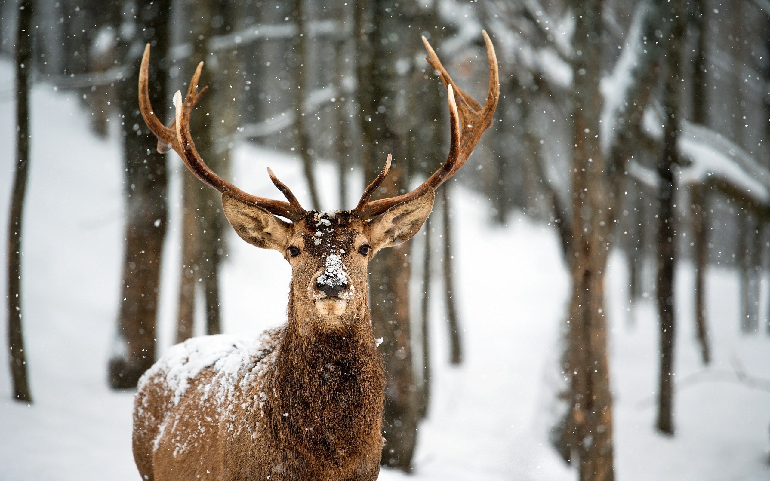 A complete guide to late winter land and population management and  scouting. – Illinois Farm & Rec Land