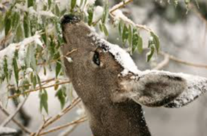 However, over-improved deer habitats can be nearly impossible to hunt. Too many antlerless deer over-consume high quality food plantings, take up space, and in the end bucks are pressured off the land to find calmer pastures. Sure, a buck may come cruising through during the rut, or become a night-time star on a landowner’s trail cams, but his core daytime habitat is somewhere else. And that is where huge problems arise!